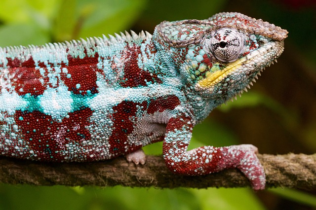 chameleón na větvičce