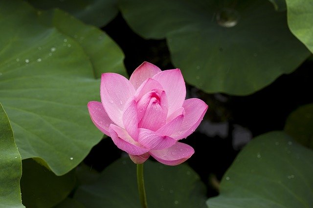 jezírko, lotus, květy, růžová